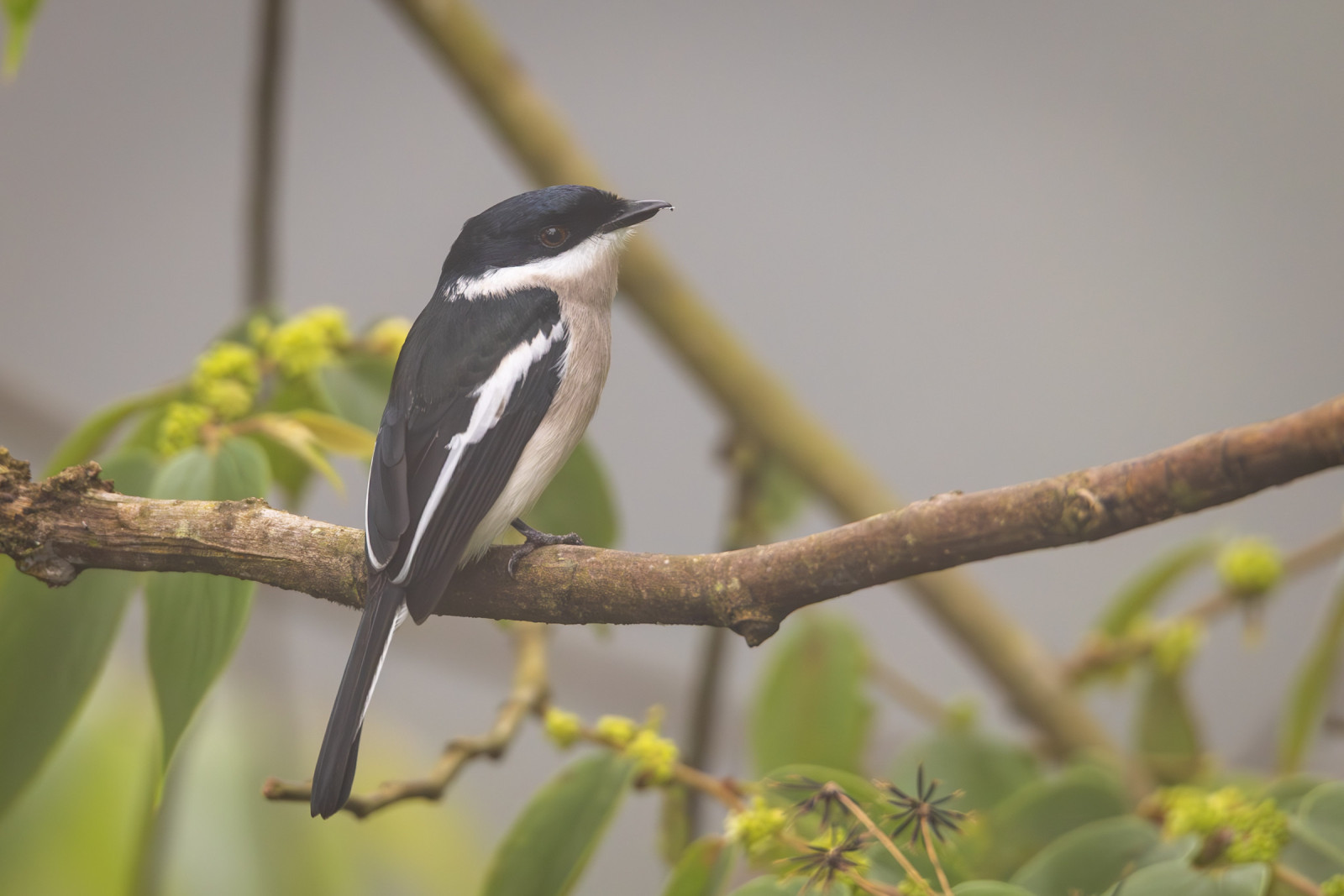 image Bar-winged Flycatcher-shrike